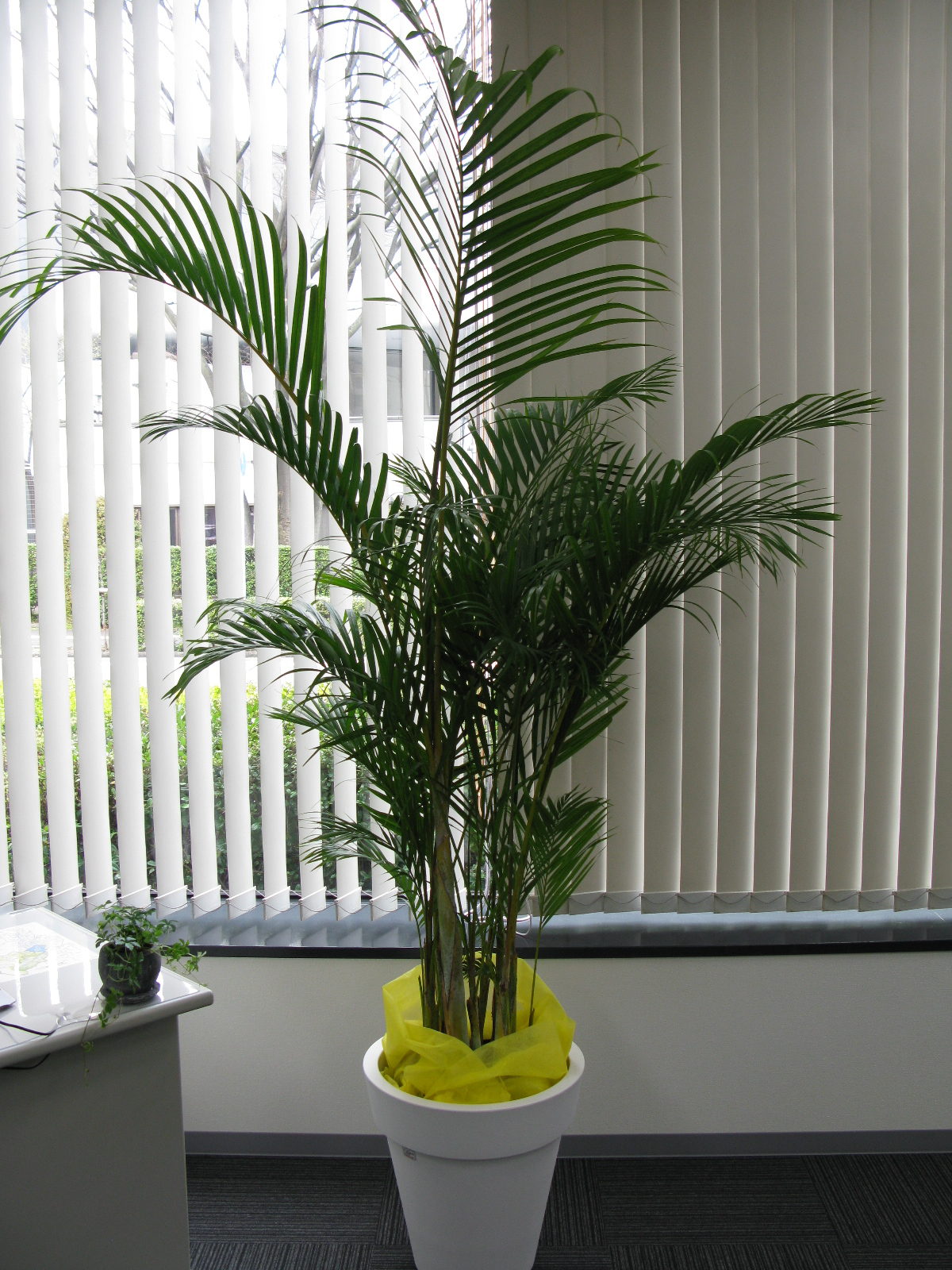 観葉植物 いろいろ入荷しております 名古屋市瑞穂区の花屋 花せんじゅえん